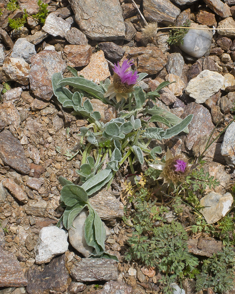 Image of Psephellus caucasicus specimen.