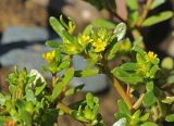 Portulaca oleracea. Побеги с цветками. Приморский край, Октябрьский р-н, окр. с. Чернятино, дол. р. Раздольная на левом берегу, пойма, на галечниково-илистой отмели. 08.09.2025.