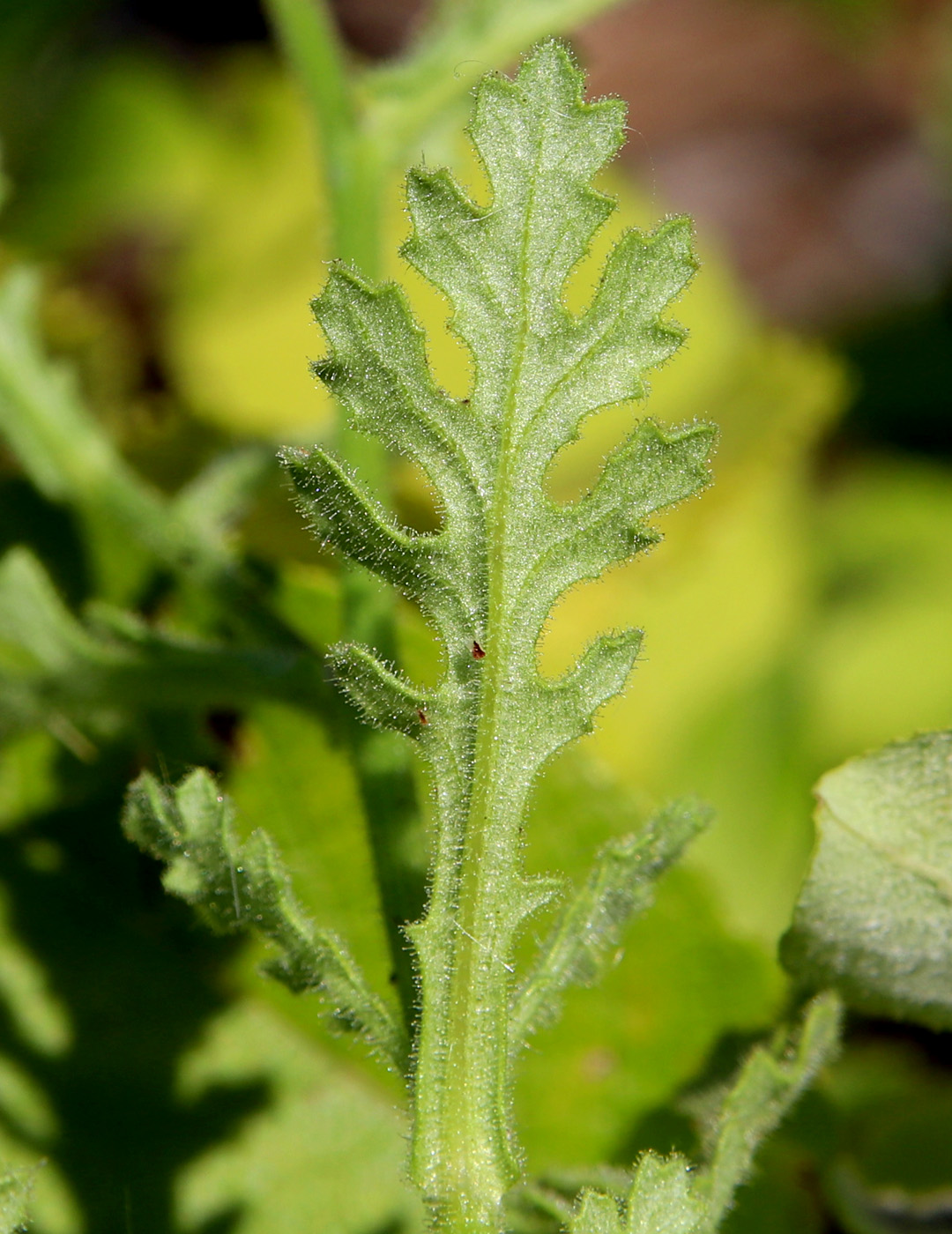 Image of Senecio viscosus specimen.