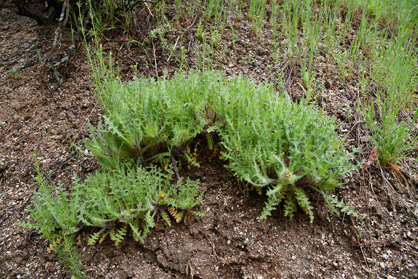 Изображение особи Centaurea benedicta.