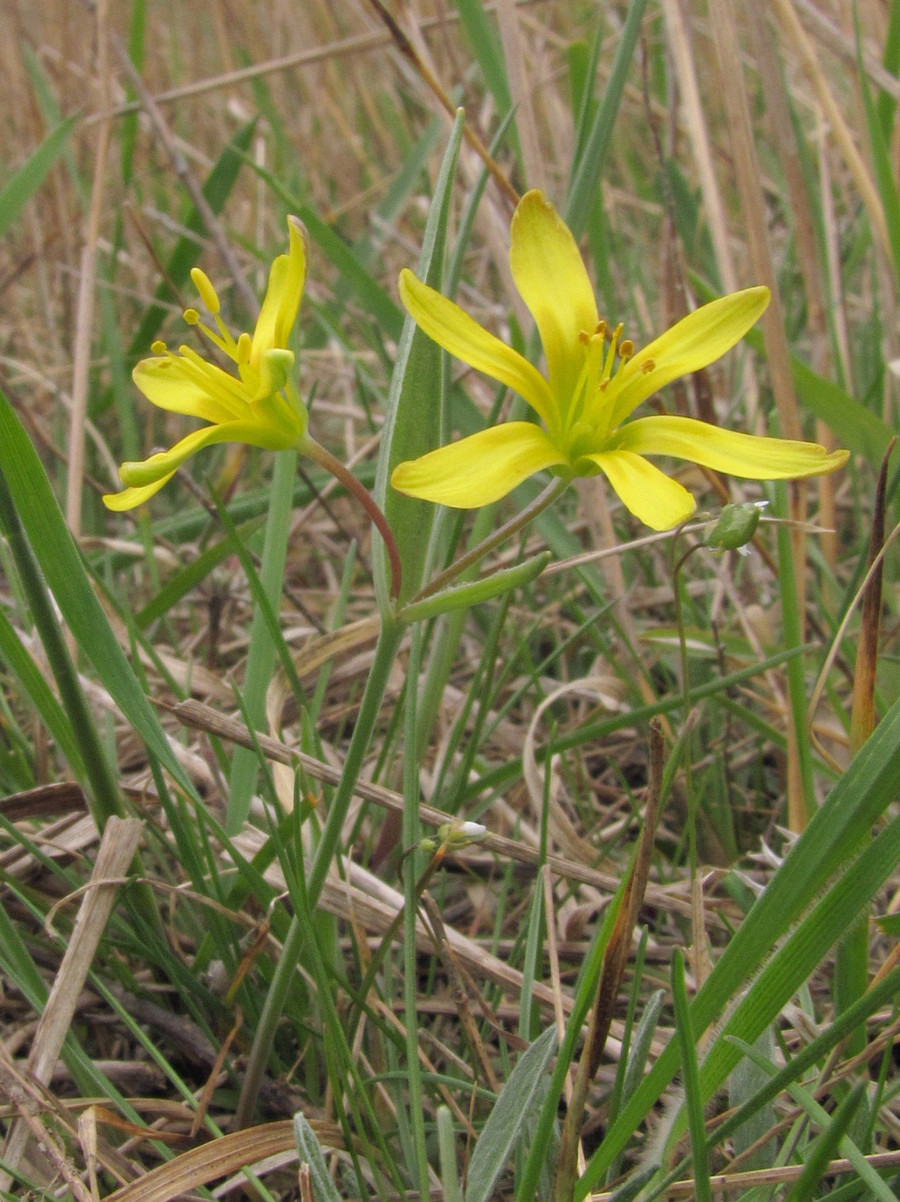 Image of Gagea artemczukii specimen.