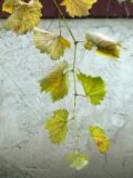 Vitis × bacoi
