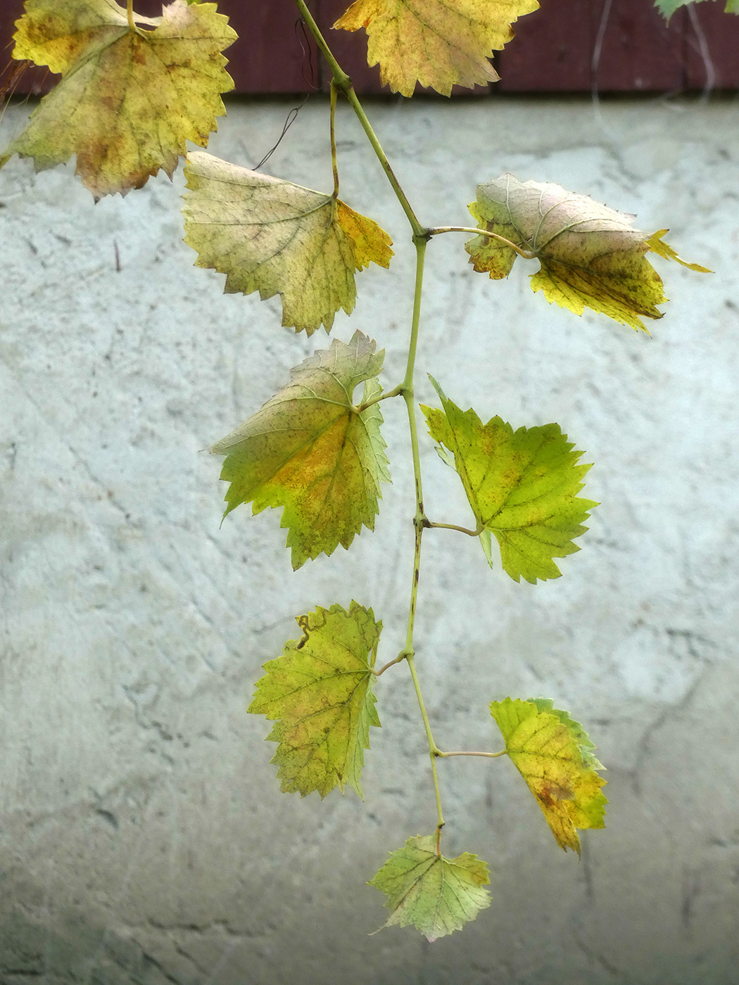 Image of Vitis × bacoi specimen.