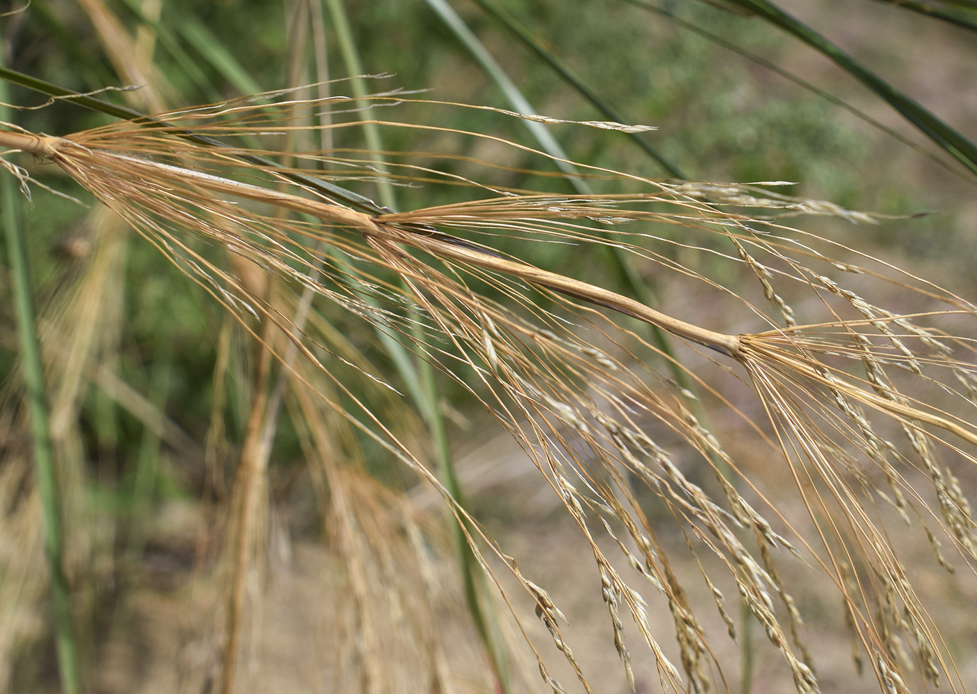 Image of Oloptum thomasii specimen.