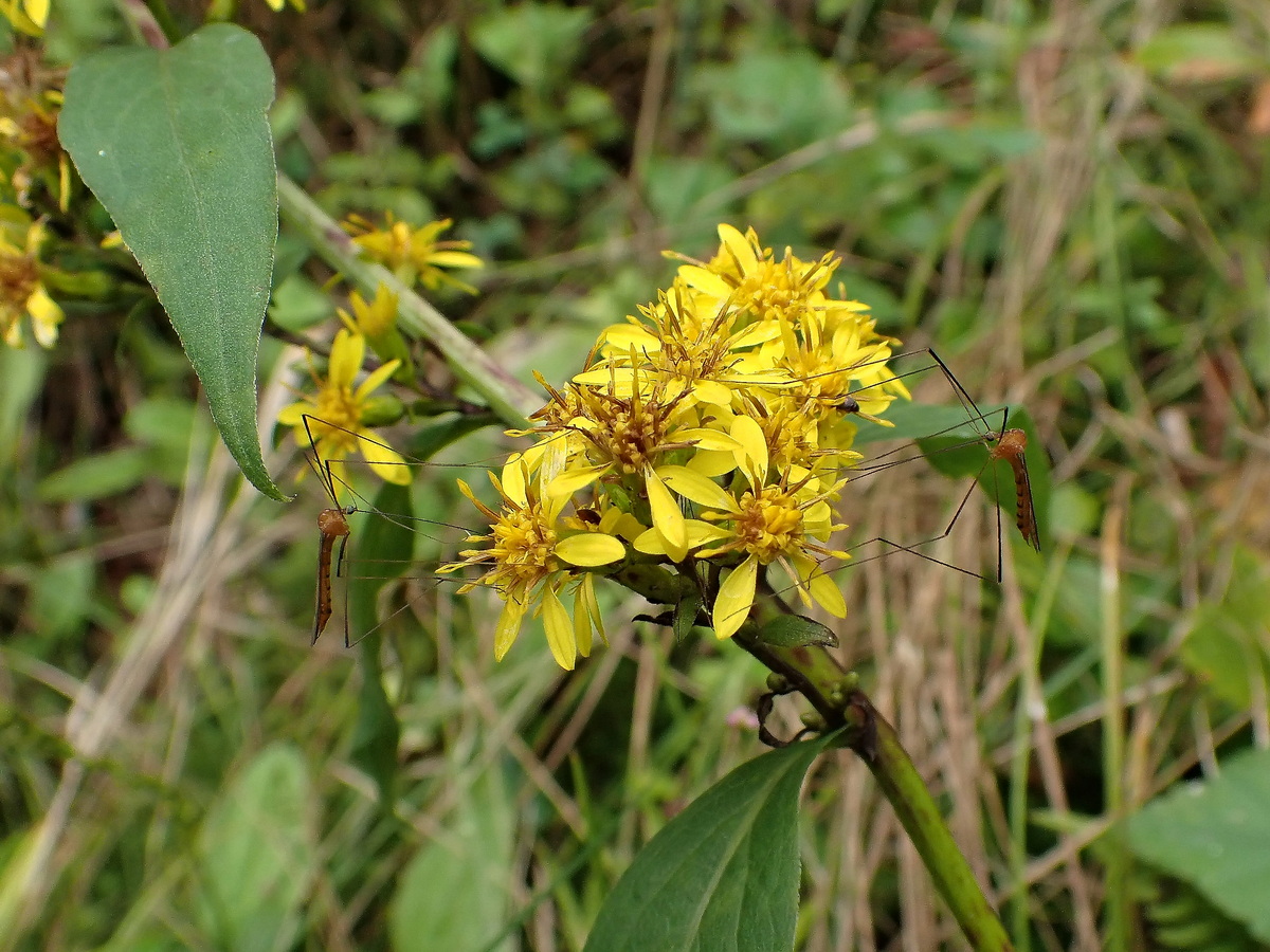 Image of Solidago virgaurea ssp. dahurica specimen.