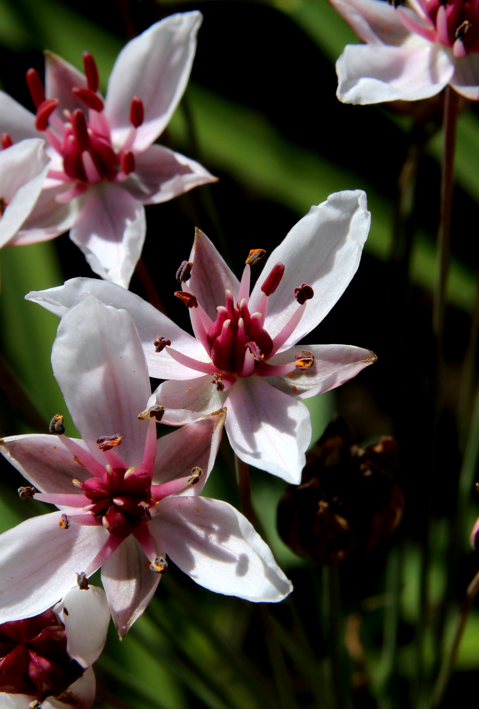 Изображение особи Butomus umbellatus.