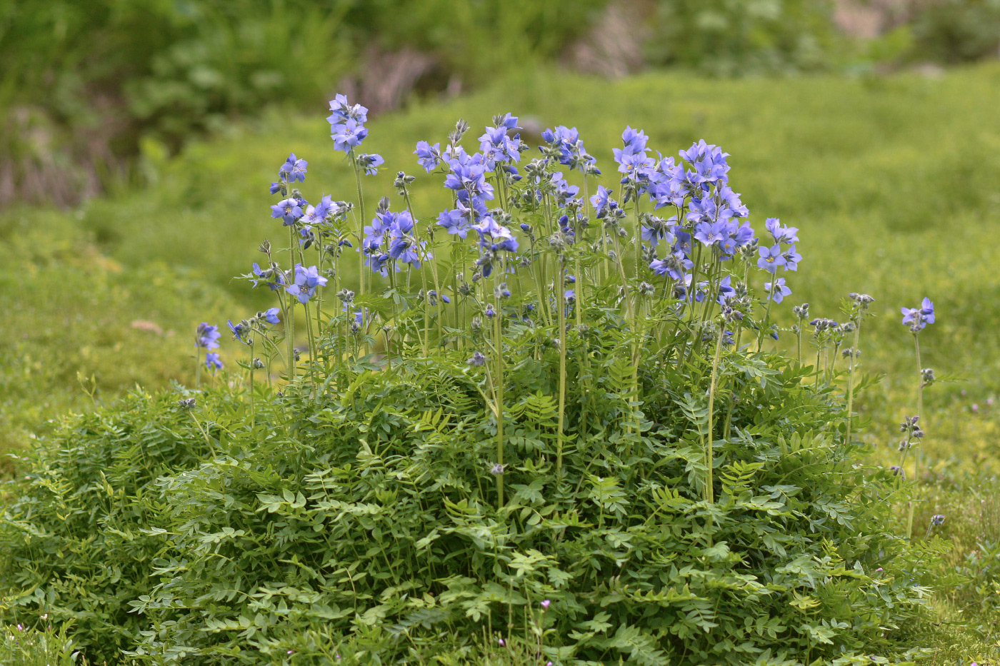 Image of Polemonium acutiflorum specimen.