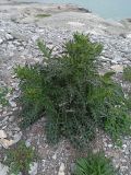 род Cirsium. Растение с развивающимися соцветиями. Дагестан, Буйнакский р-н, берег Черкейского водохранилища, на каменисто-мелкозёмном субстрате. 04.05.2025.