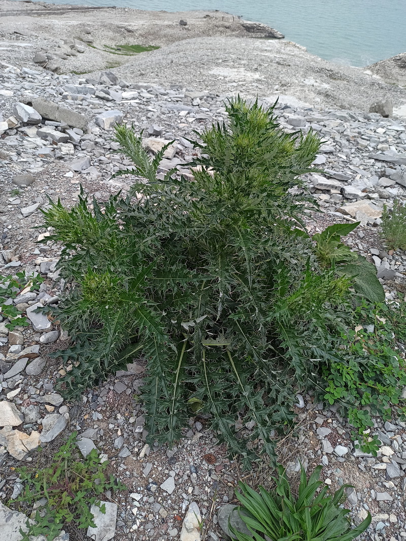 Изображение особи род Cirsium.