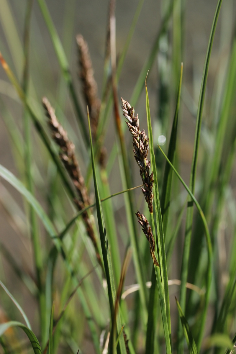 Изображение особи Carex diandra.