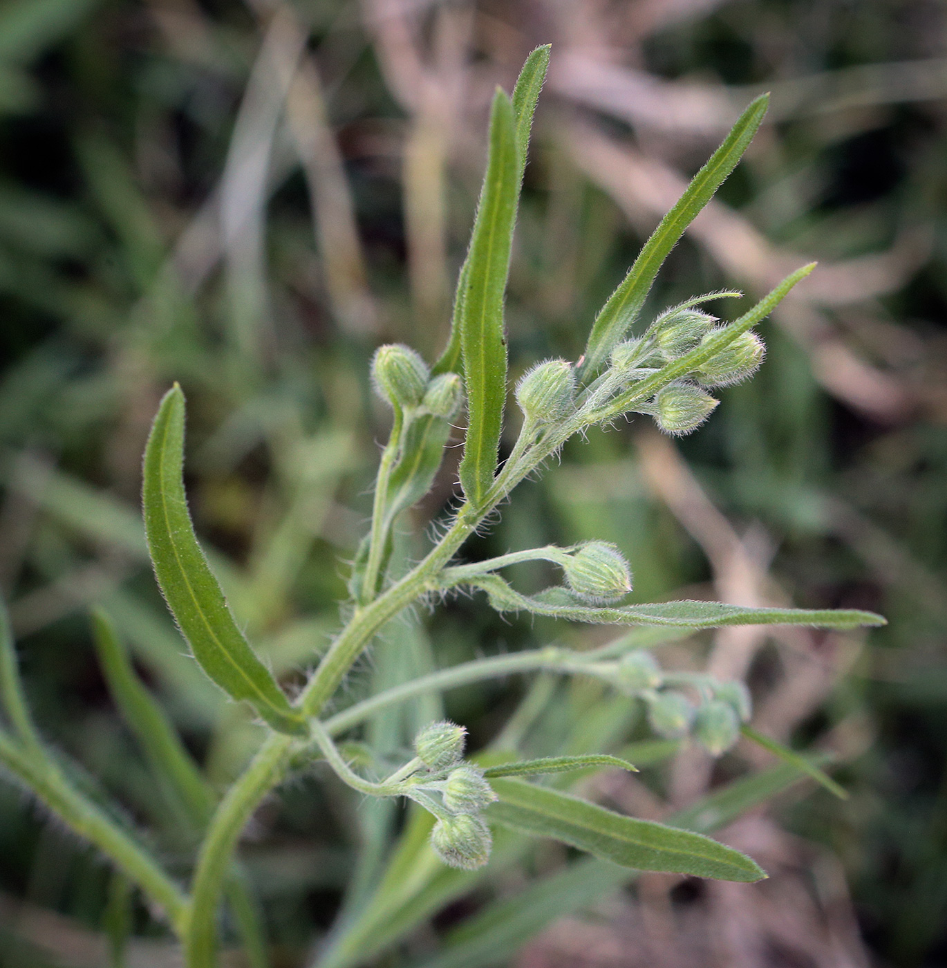 Изображение особи Conyza bonariensis.
