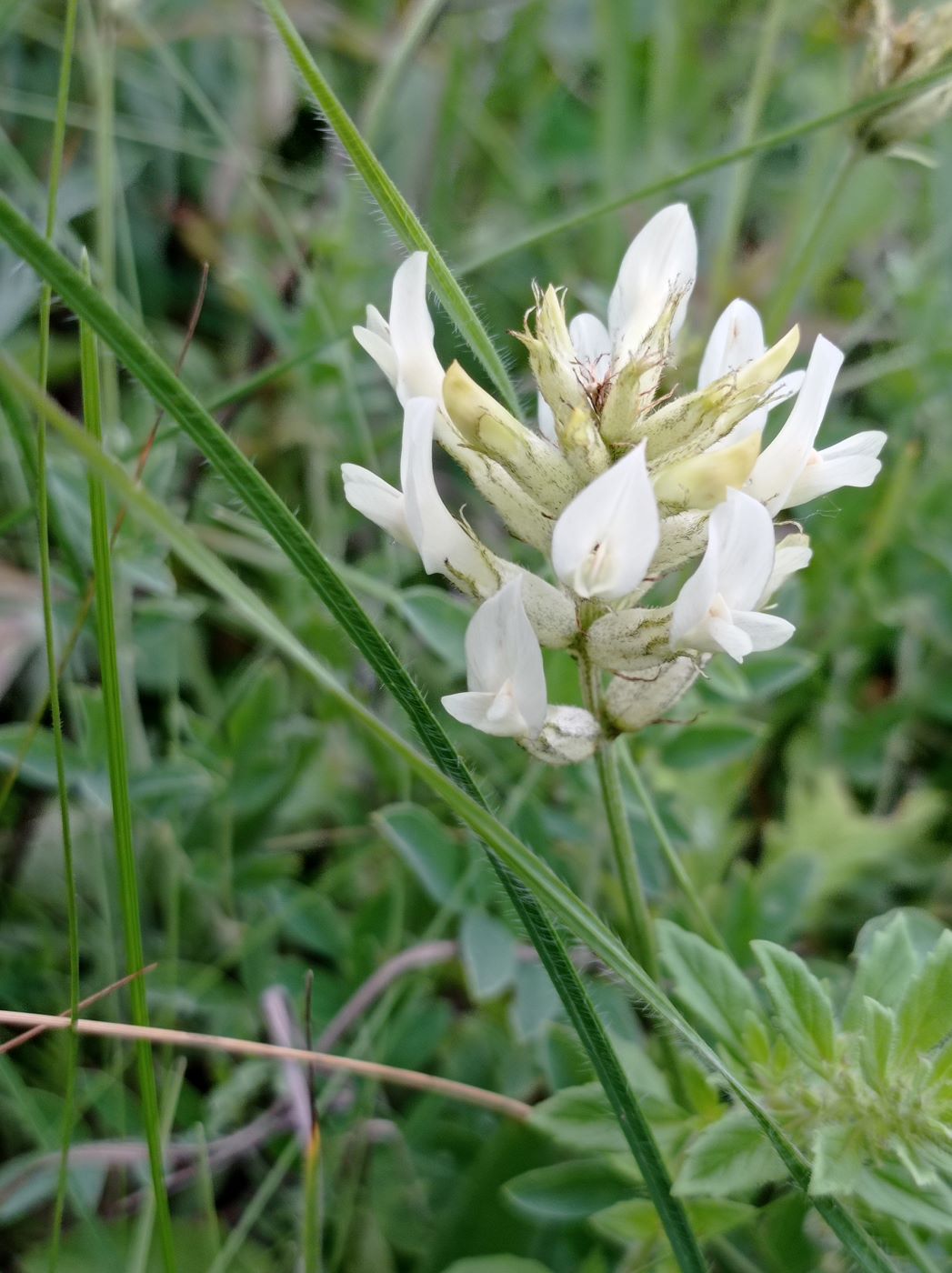 Image of Astragalus albicaulis specimen.