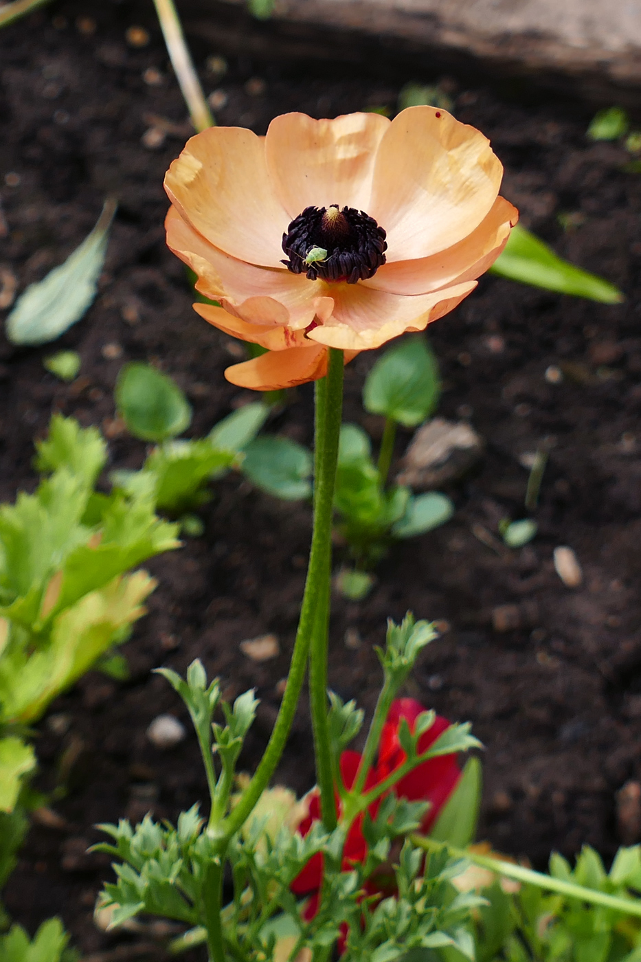 Изображение особи Ranunculus asiaticus.