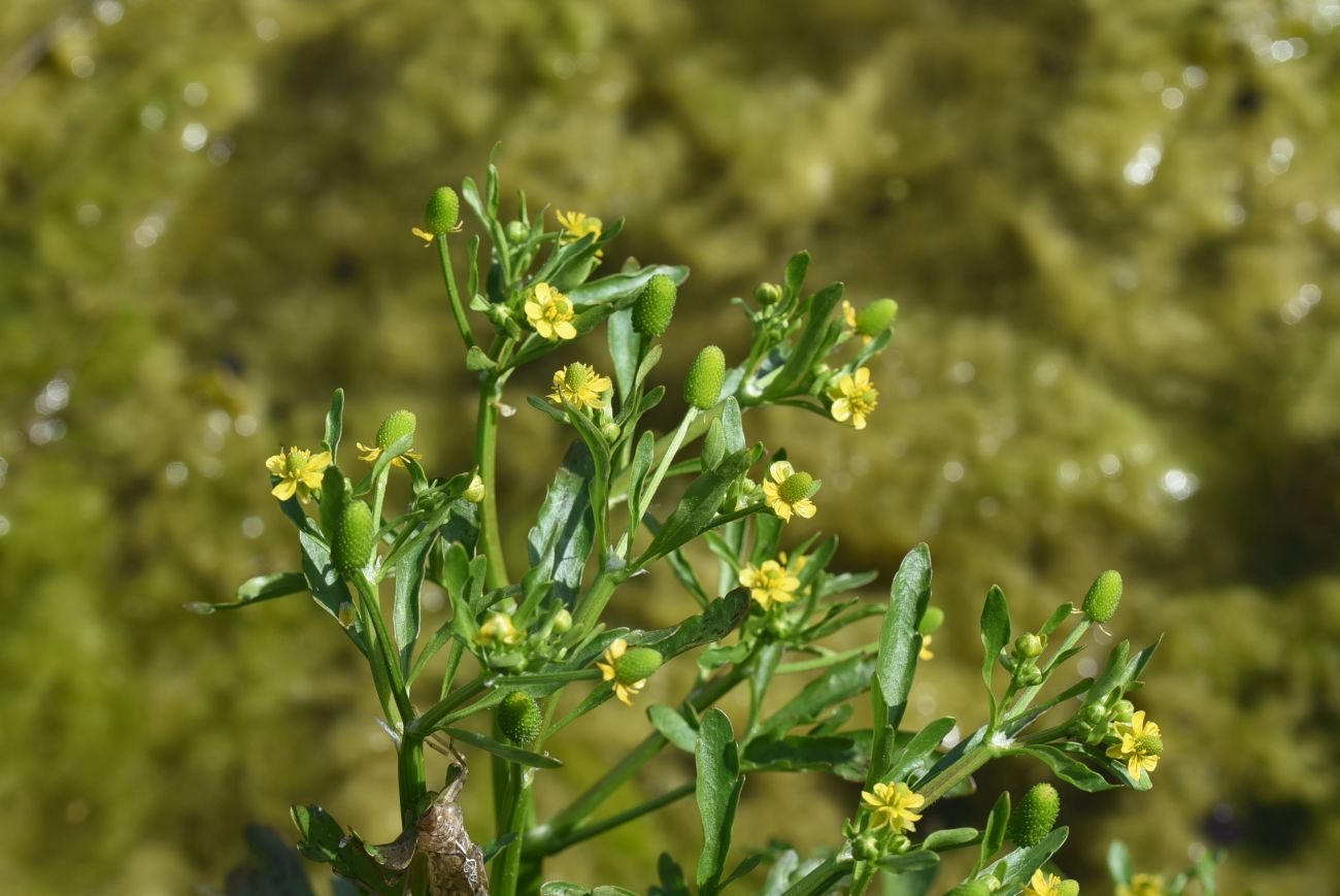Image of Ranunculus sceleratus specimen.