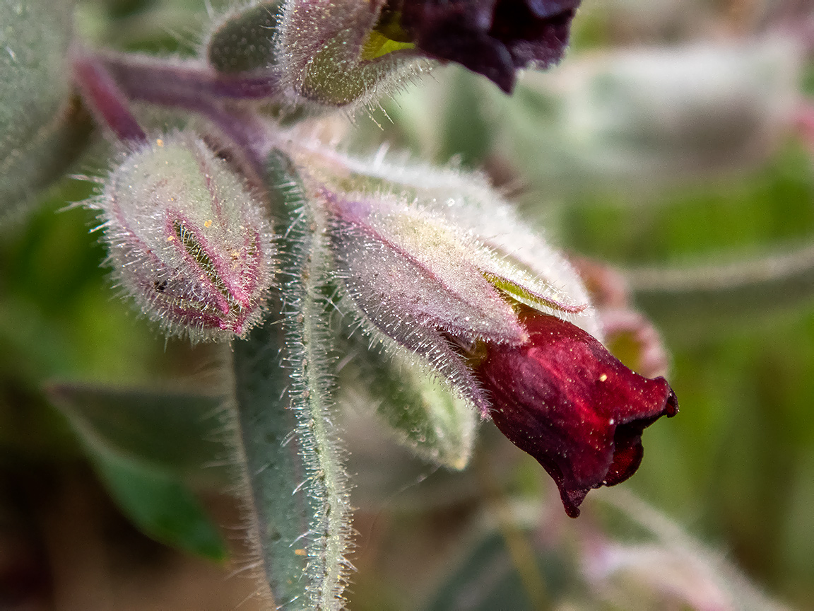 Изображение особи Nonea taurica.