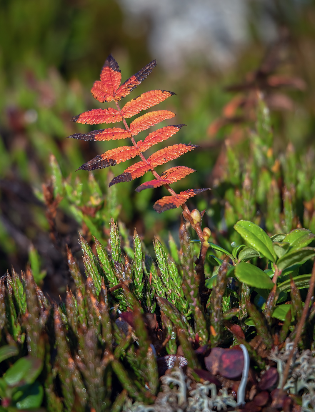 Image of Sorbaria grandiflora specimen.