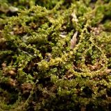 Plagiomnium cuspidatum. Вегетирующие растения. Хабаровский край, г. Комсомольск-на-Амуре, берег р. Силинка, на почве. 17.04.2026.