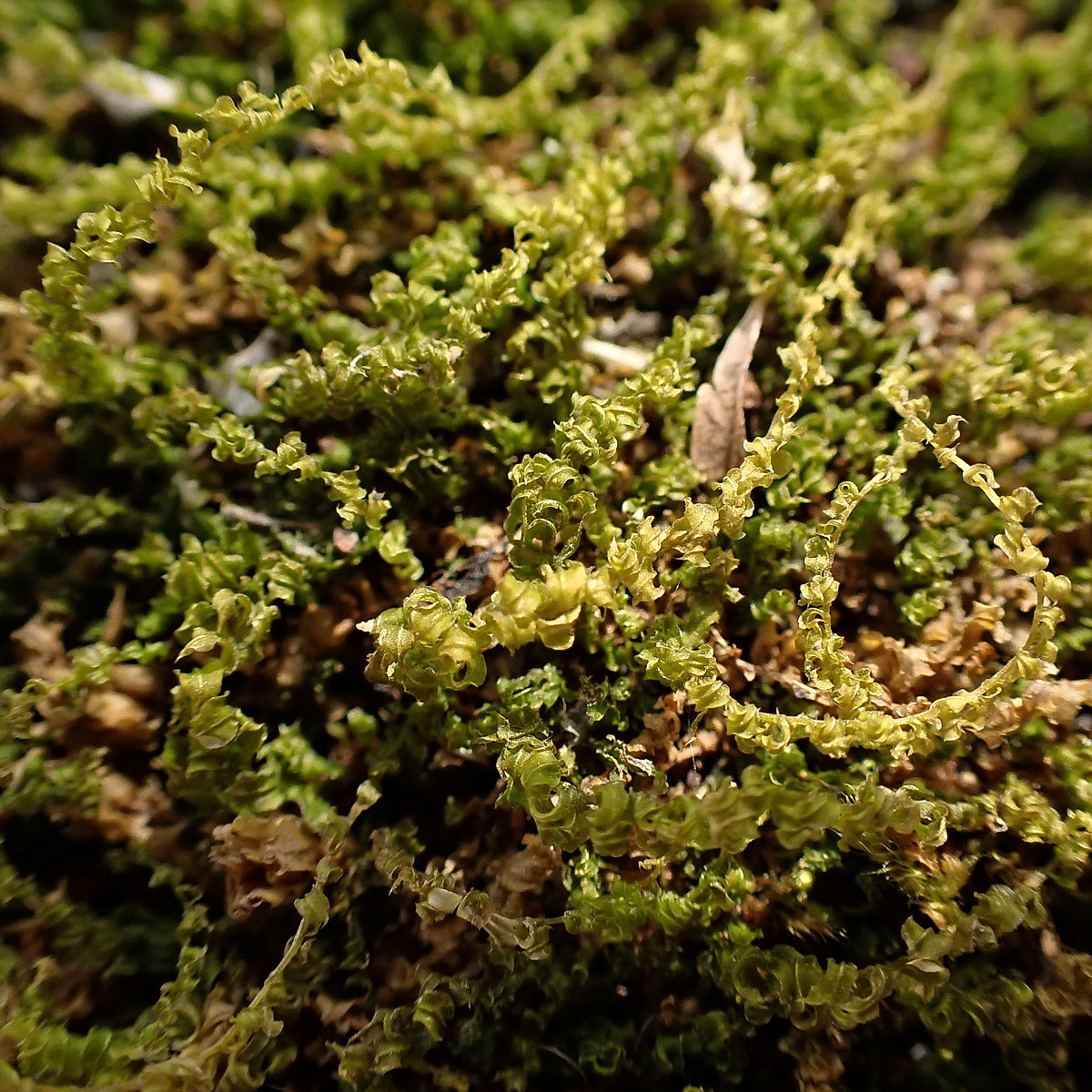 Image of Plagiomnium cuspidatum specimen.