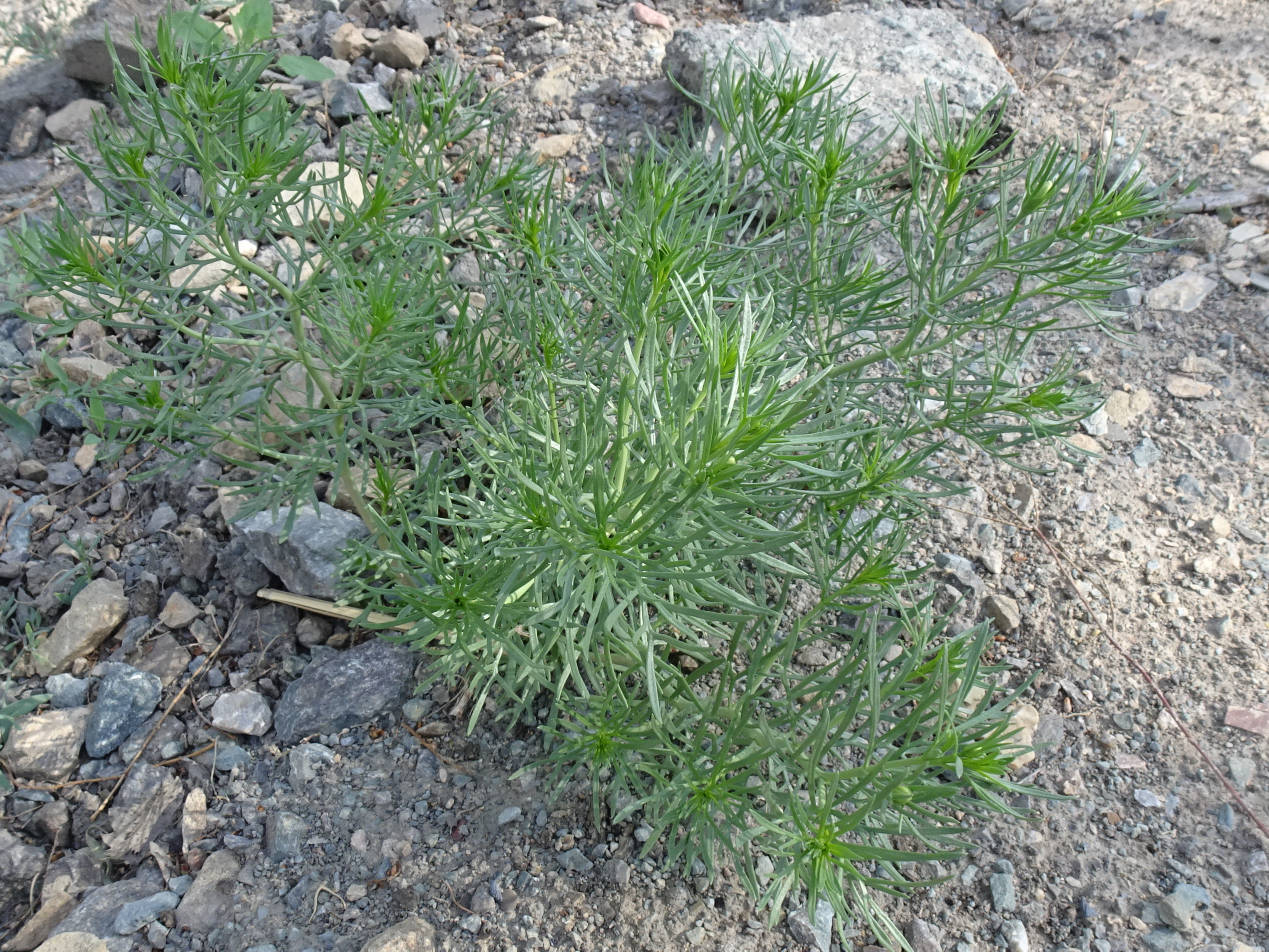 Image of Peganum harmala specimen.