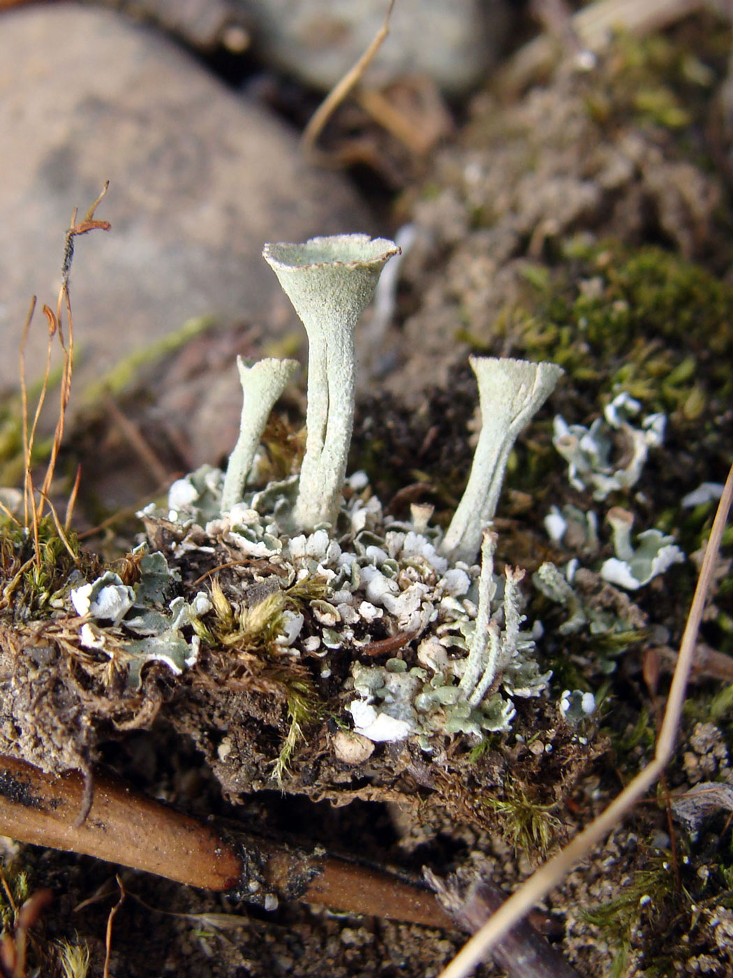 Изображение особи Cladonia pyxidata.