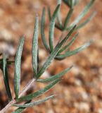 Oxytropis hailarensis. Часть листа. Приморский край, Ханкайский р-н, окр. с. Троицкое, берег оз. Ханка, на песках. 25.05.2026.