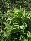 Veratrum dolichopetalum. Вегетирующие растения. Хабаровский край, г. Комсомольск-на-Амуре, дол. р. Силинка, лиственный лес. 16.05.2026.