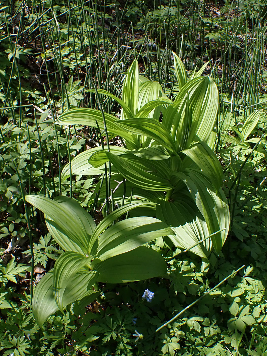 Изображение особи Veratrum dolichopetalum.