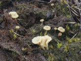 Lichenomphalia umbellifera. Слоевище с плодовыми телами в окружении побегов Dicranum. Архангельская обл., Соловки, о. Бол. Соловецкий, обширная вырубка. 31.05.2026.