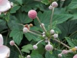Anemone hupehensis. Бутоны соцветия. Ульяновск, Заволжский р-н, придомовой цветник. 19.07.2026.