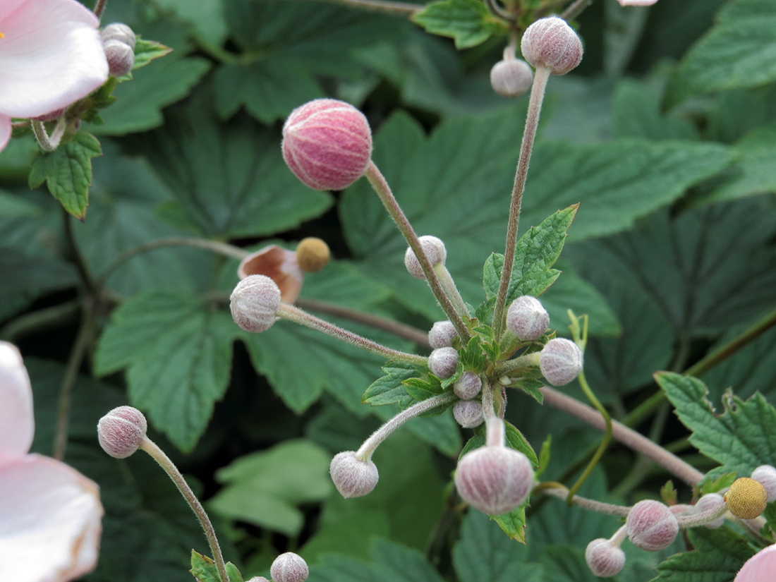 Изображение особи Anemone hupehensis.
