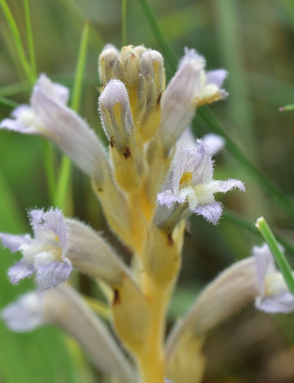 Image of Phelipanche purpurea specimen.