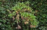 familia Rubiaceae. Плодоносящее растение в сообществе с Hedera. Португалия, о-в Мадейра, национальный парк \"Рибейру-Фриу\", ≈ 1400 м н.у.м., опушка лиственного леса. 20.08.2025.