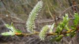 Salix × fragilis. Ветвь с отцветающими женскими соцветиями. Татарстан, Бугульминский р-н. 08.05.2011.