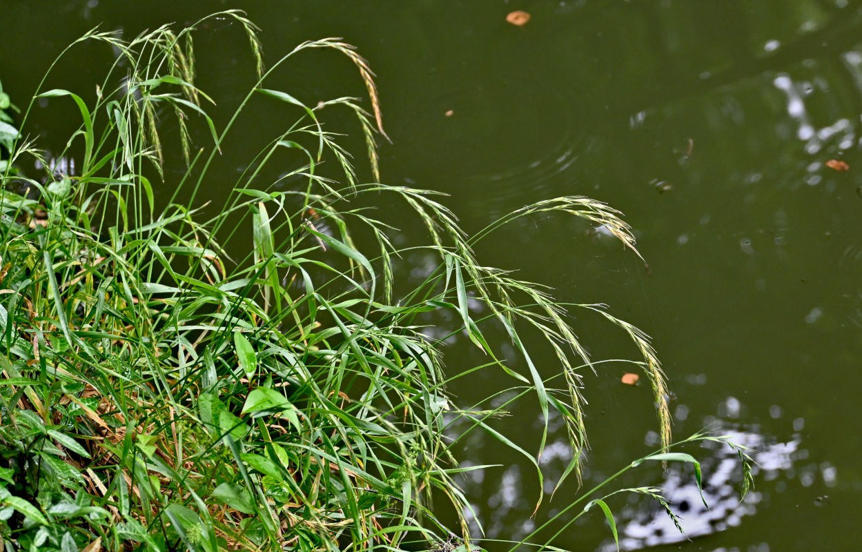 Изображение особи род Elymus.