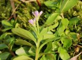 Epilobium anagallidifolium. Верхушка побега с цветками. Полярный Урал, перевал между истоком ручья Бадьяёган и верховьем ручья Правый Ханмейшор, микропонижение между камнями. 18.08.2026.