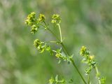 Hypericum perforatum. Верхушка цветущего растения. Татарстан, окр. с. Камское Устье, разнотравный луг на краю осыпающегося обрывистого берега. 09.06.2026.