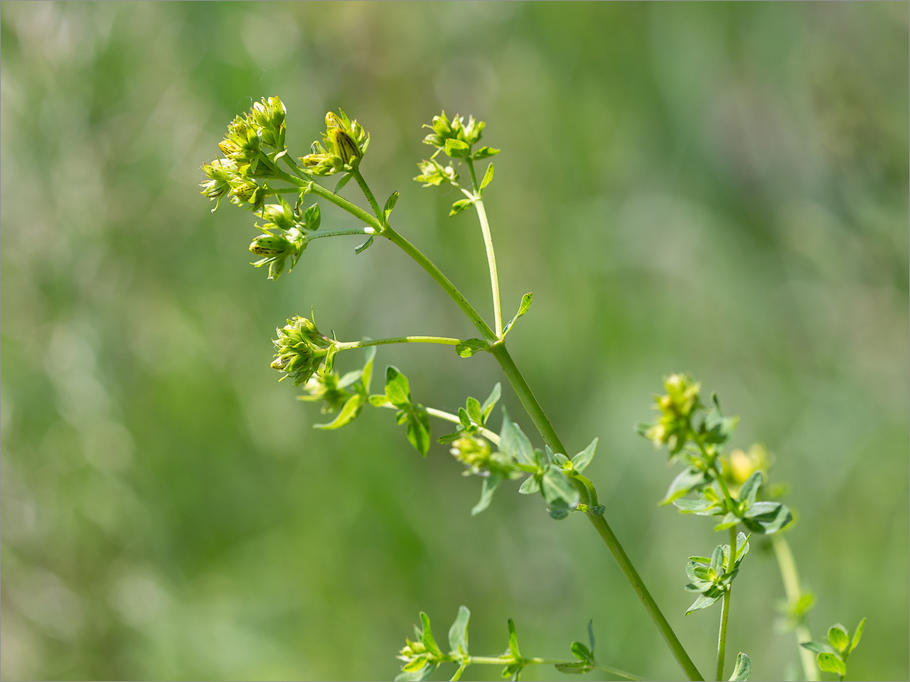 Image of Hypericum perforatum specimen.