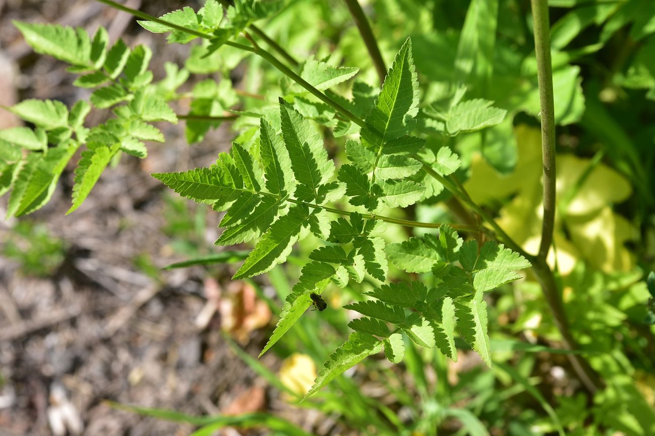 Image of familia Apiaceae specimen.