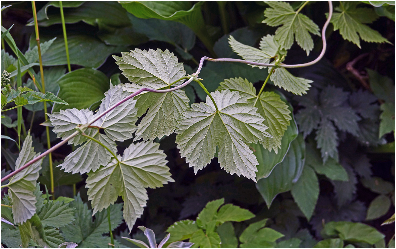 Изображение особи Humulus lupulus.