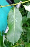 Salix × schumanniana. Лист. Тверская обл., Весьегонский р-н, берег р. Реня. 01.06.2010.