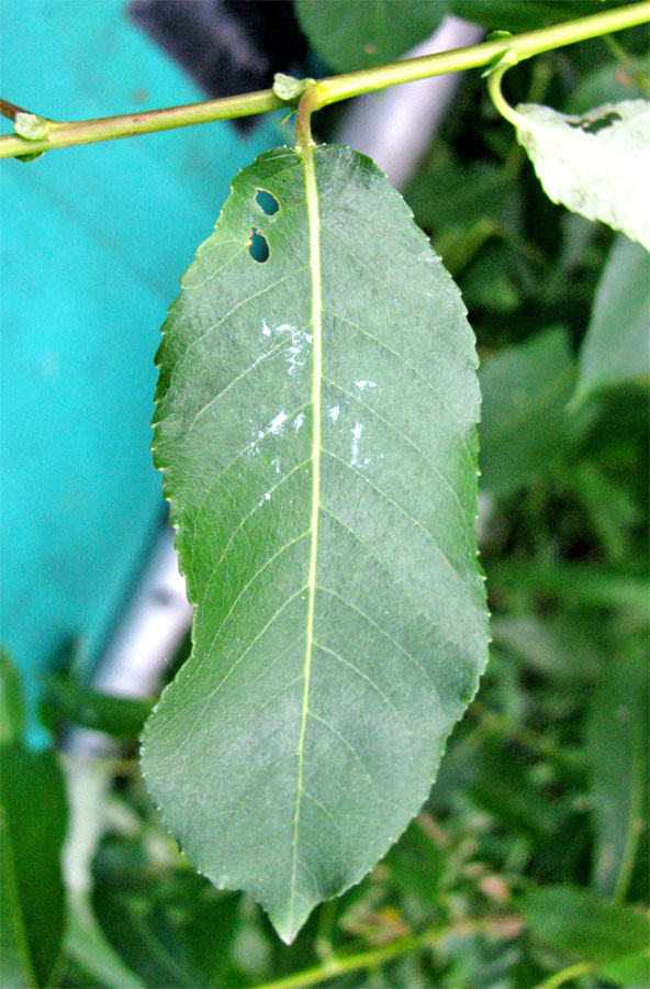 Image of Salix &times; schumanniana specimen.