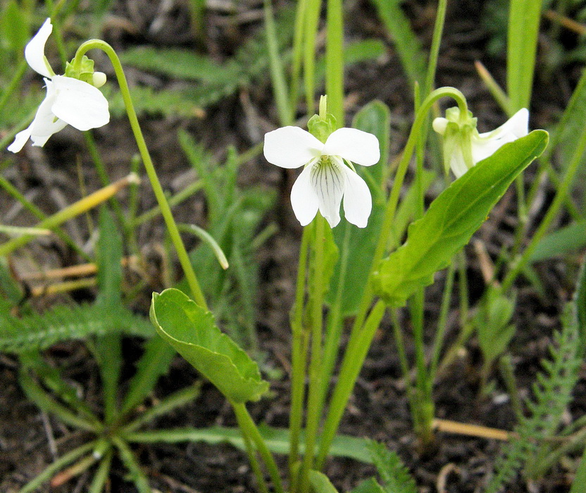 Image of Viola patrinii specimen.