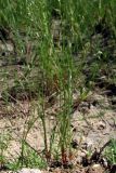 Juncus ambiguus. Плодоносящие растения с незрелыми плодами. Крым, окр. пос. Коктебель. 10 июня 2011 г.