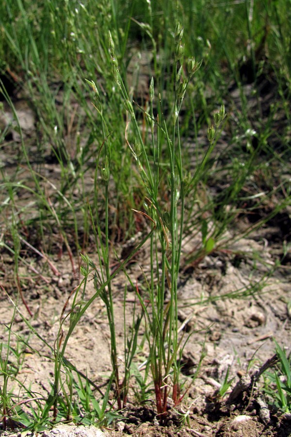 Image of Juncus ambiguus specimen.