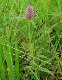 Trifolium alpestre