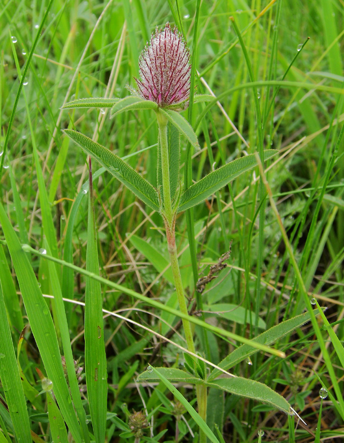 Изображение особи Trifolium alpestre.