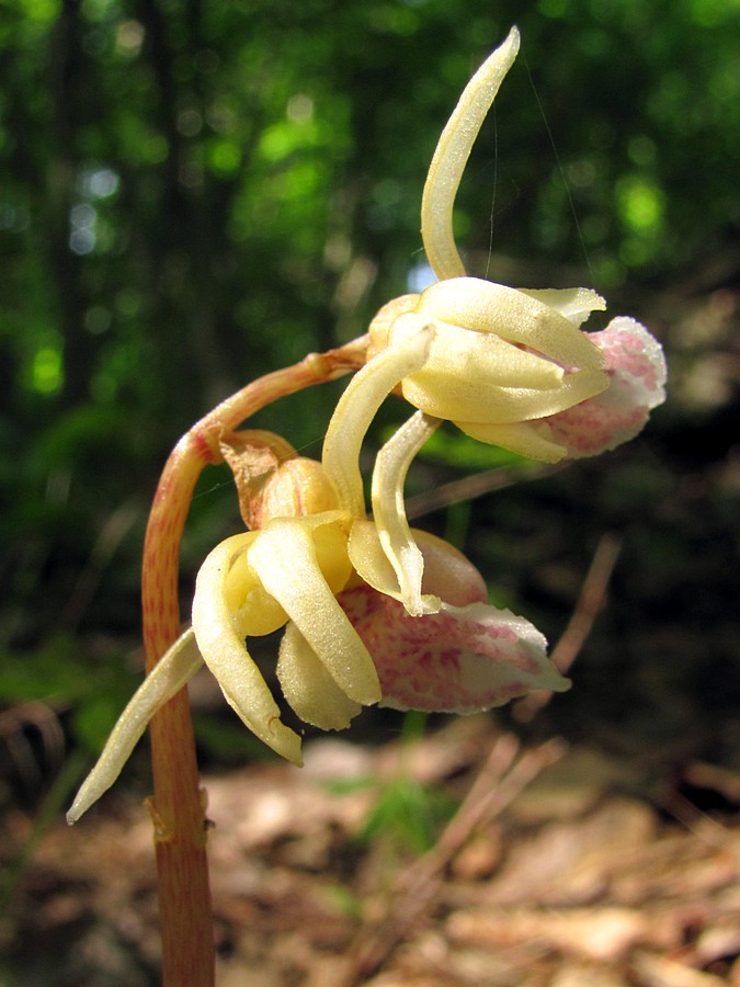 Image of Epipogium aphyllum specimen.