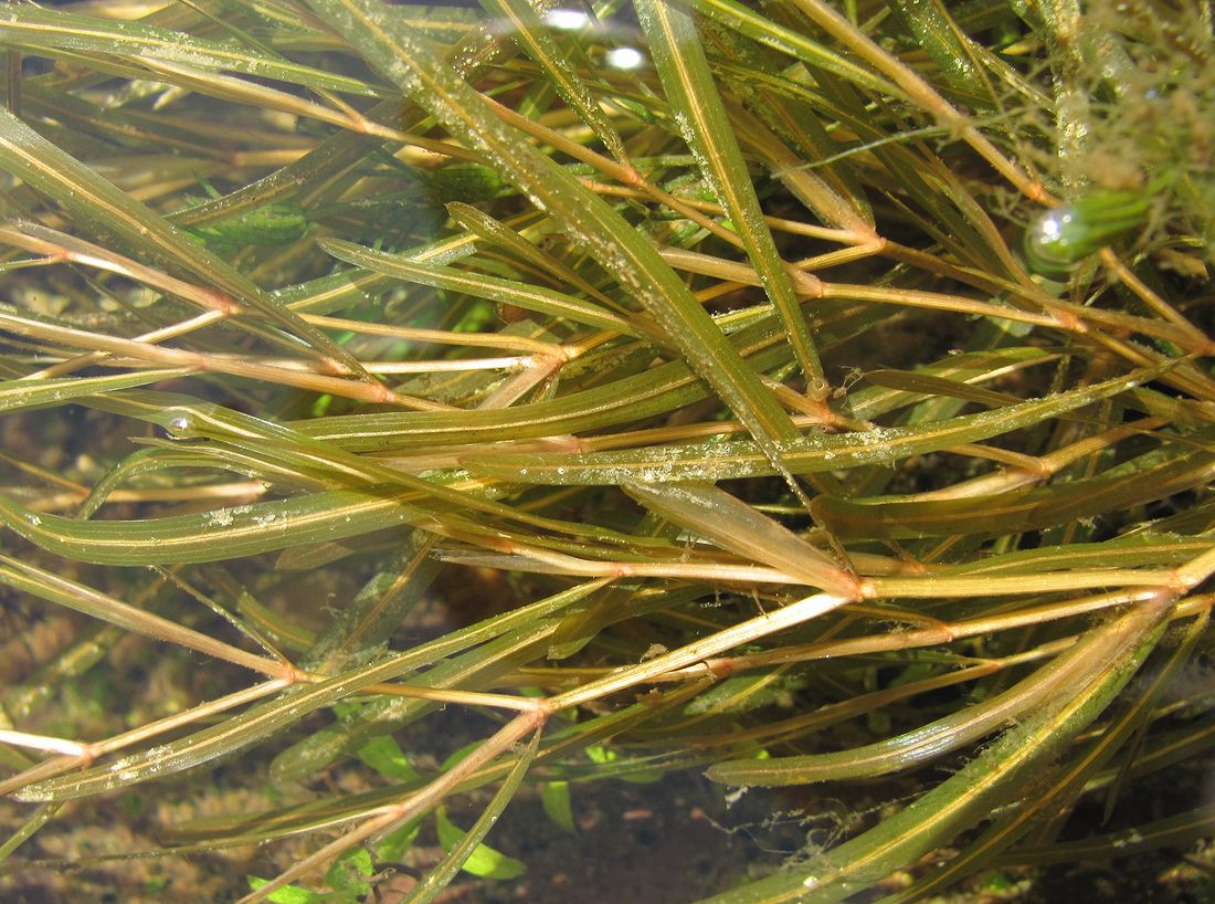 Image of Potamogeton friesii specimen.