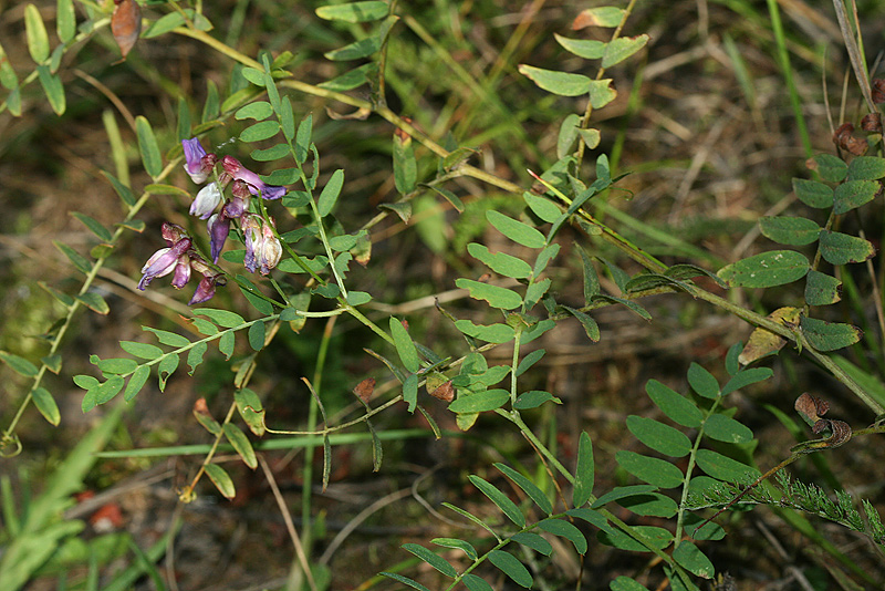 Изображение особи Vicia cassubica.