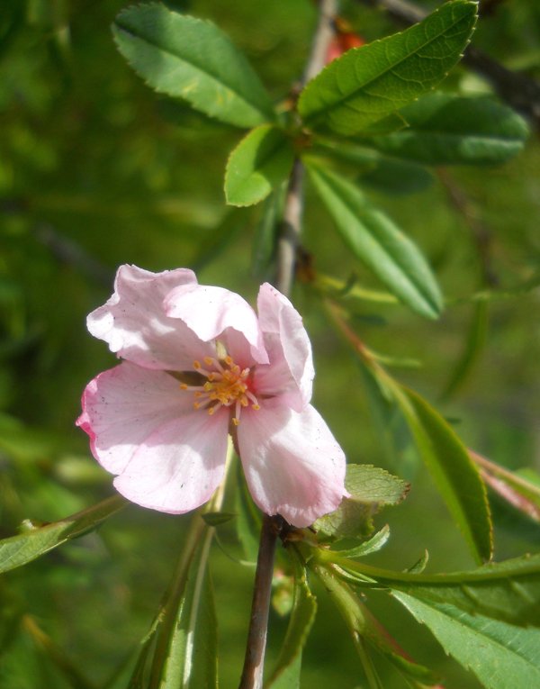 Изображение особи Amygdalus nana.